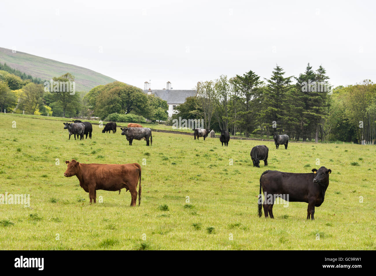 Mixed breed cattle in field below house Stock Photo