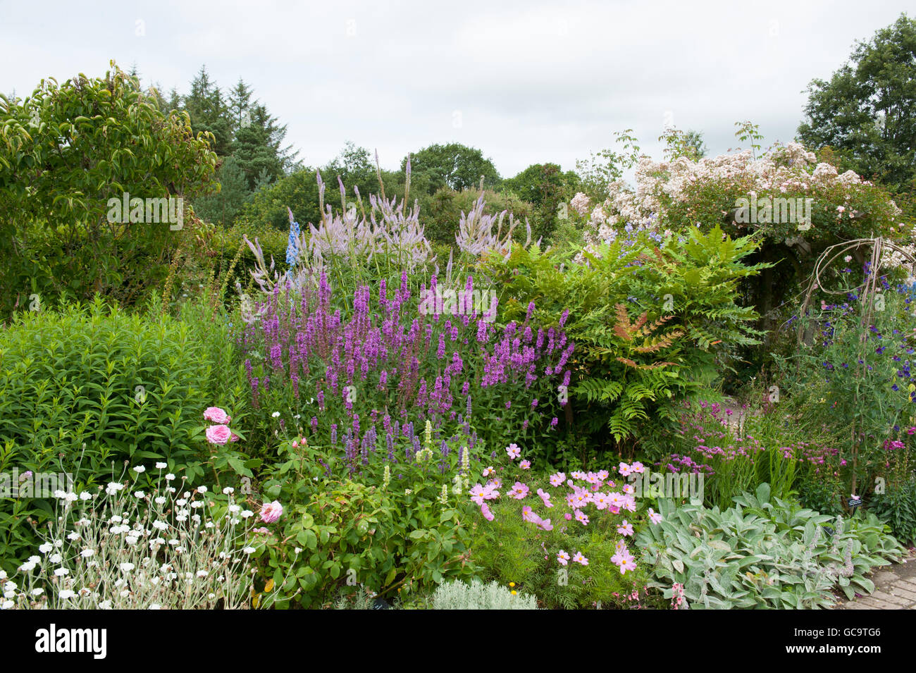 Purple Loosestrife (Lythrum) and Lilac Fox Tail Lilies (Eremurus) in the Country Cottage Garden at Rosemoor,Devon,England,UK Stock Photo