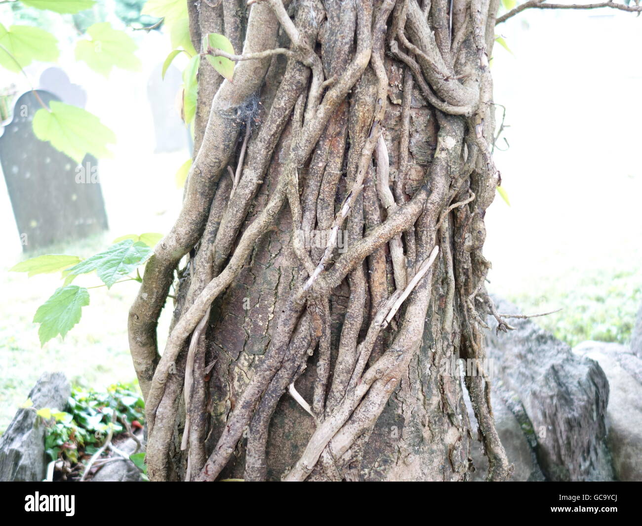 A tree strangled by vines. Stock Photo