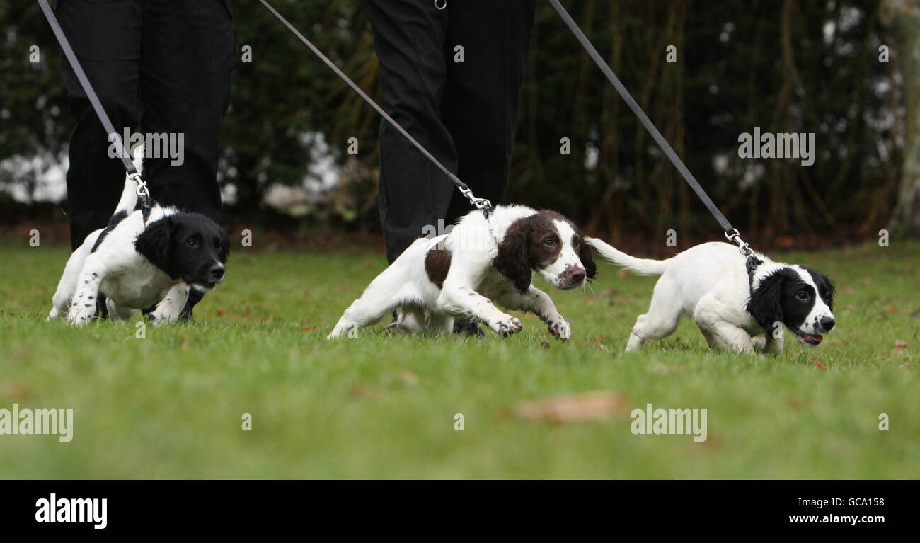 (left to right) Brothers Oso, Dibley and Gizmo, 13 week old Springer ...