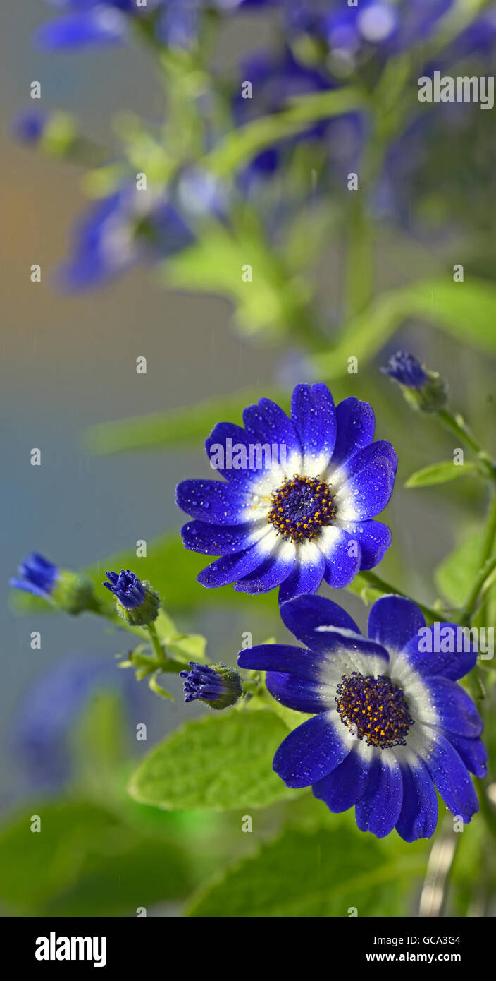Blue cineraria flowers in garden Stock Photo