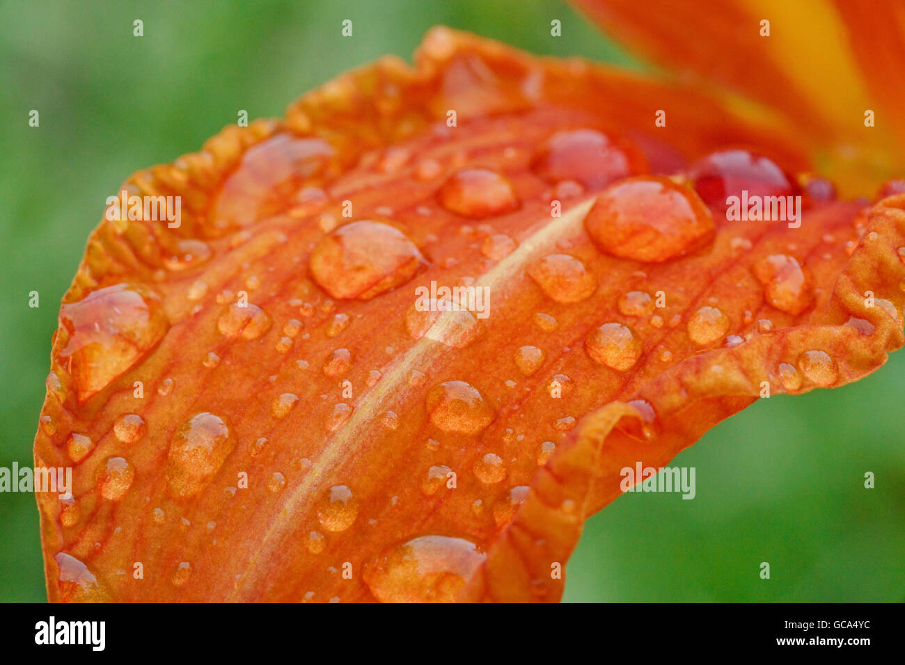 close up of rain drops on lily petal Stock Photo