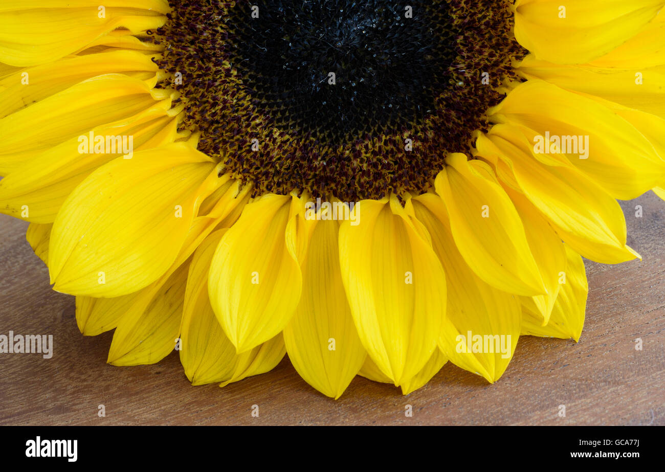 Close up of a single cut Sunflower bloom lying on a wooden table top