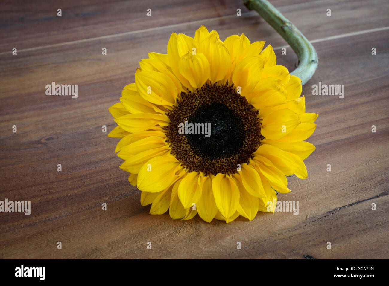 Single cut Sunflower bloom lying on a wooden table top Stock Photo - Alamy