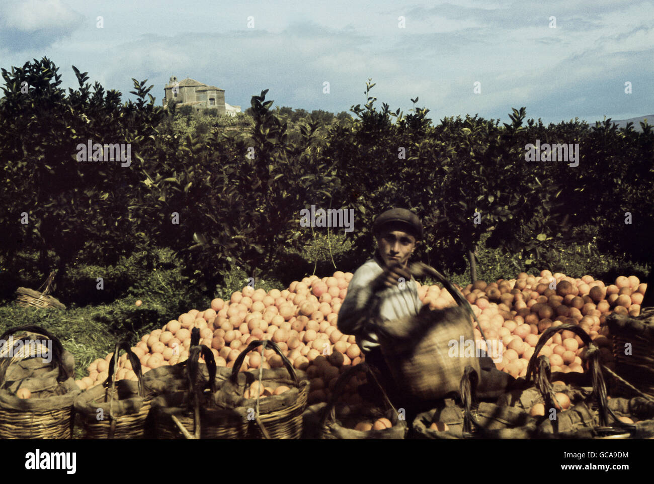 geography / travel, Italy, agriculture, oranges, crop, Sicily, 1940, Additional-Rights-Clearences-Not Available Stock Photo