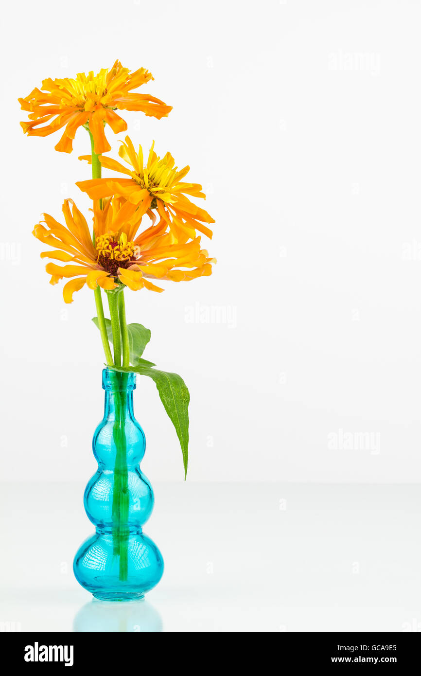Three orange zinnia flowers in a clear blue glass vase with high key white  background Stock Photo - Alamy