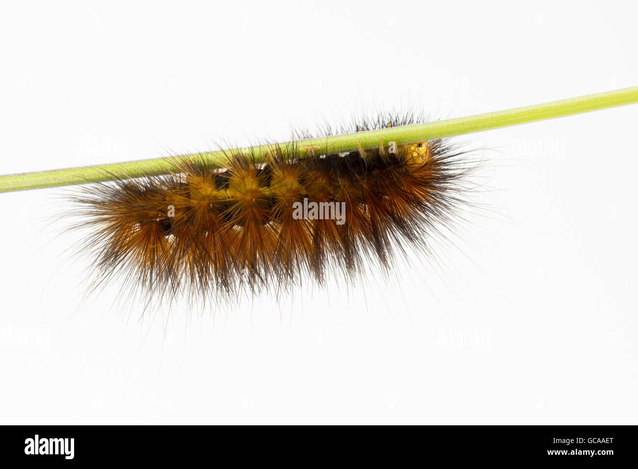Furry brown larva, likely of the Virginian Tiger Moth, on a horizontal stem with a white background. Spilosoma virginica Stock Photo