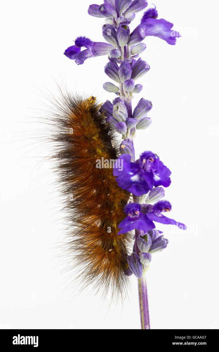 Woolly orange and brown caterpillar climbs  Salvia farinacea 'Victoria Blue', with white background. Likely Spilosoma virginica. Stock Photo