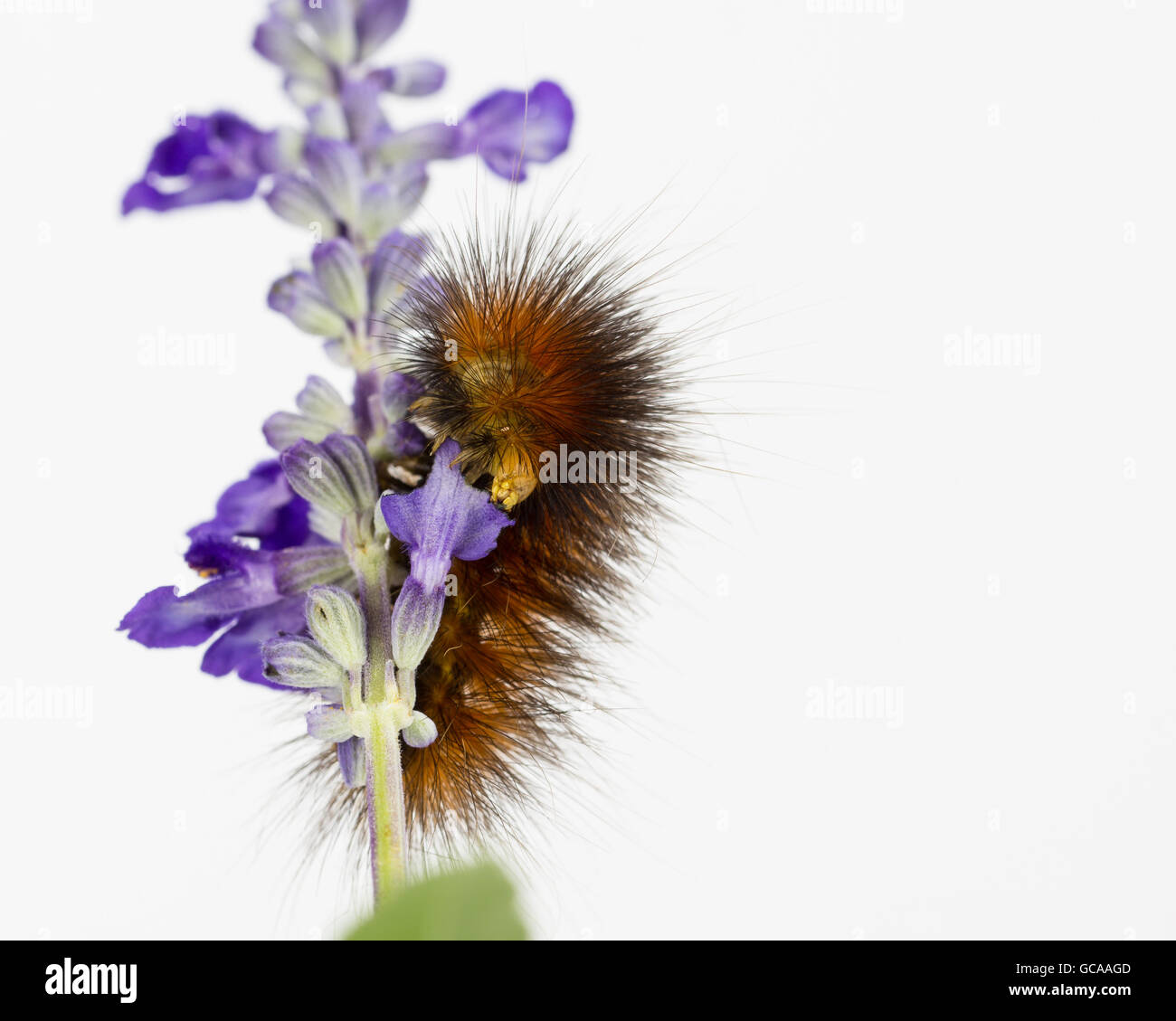 Woolly orange and brown caterpillar eating the flowers of  Salvia farinacea 'Victoria Blue', with white background. Stock Photo