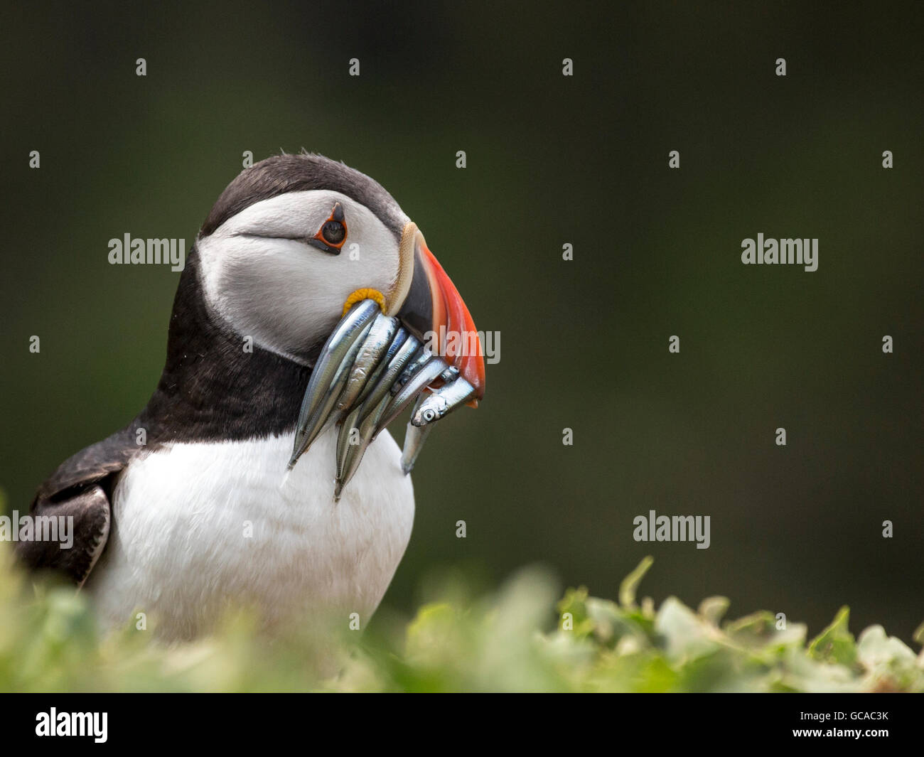 A Puffin holds several sand-eels in its beak Stock Photo
