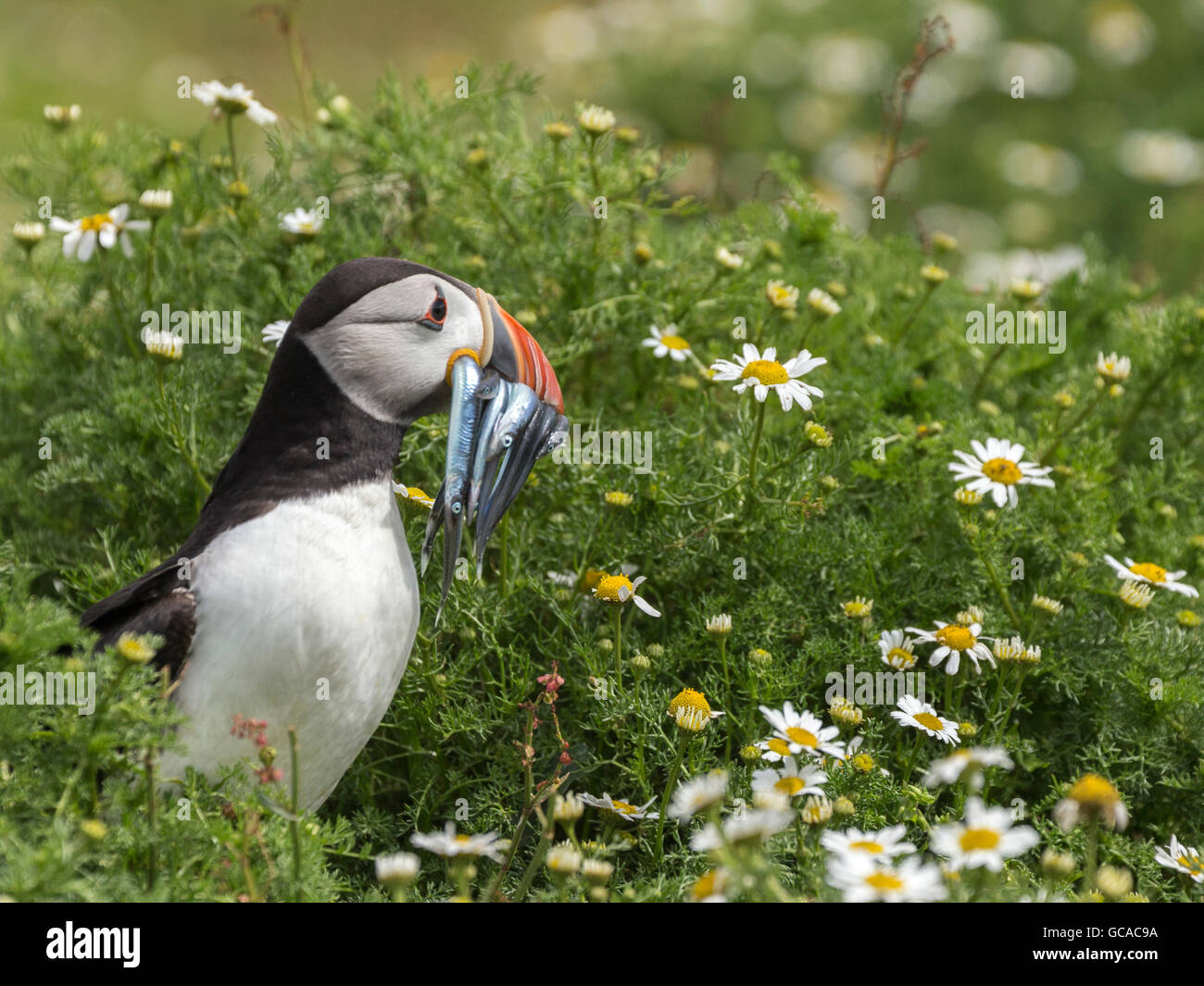 Puffin in daisy patch with sand-eels Stock Photo