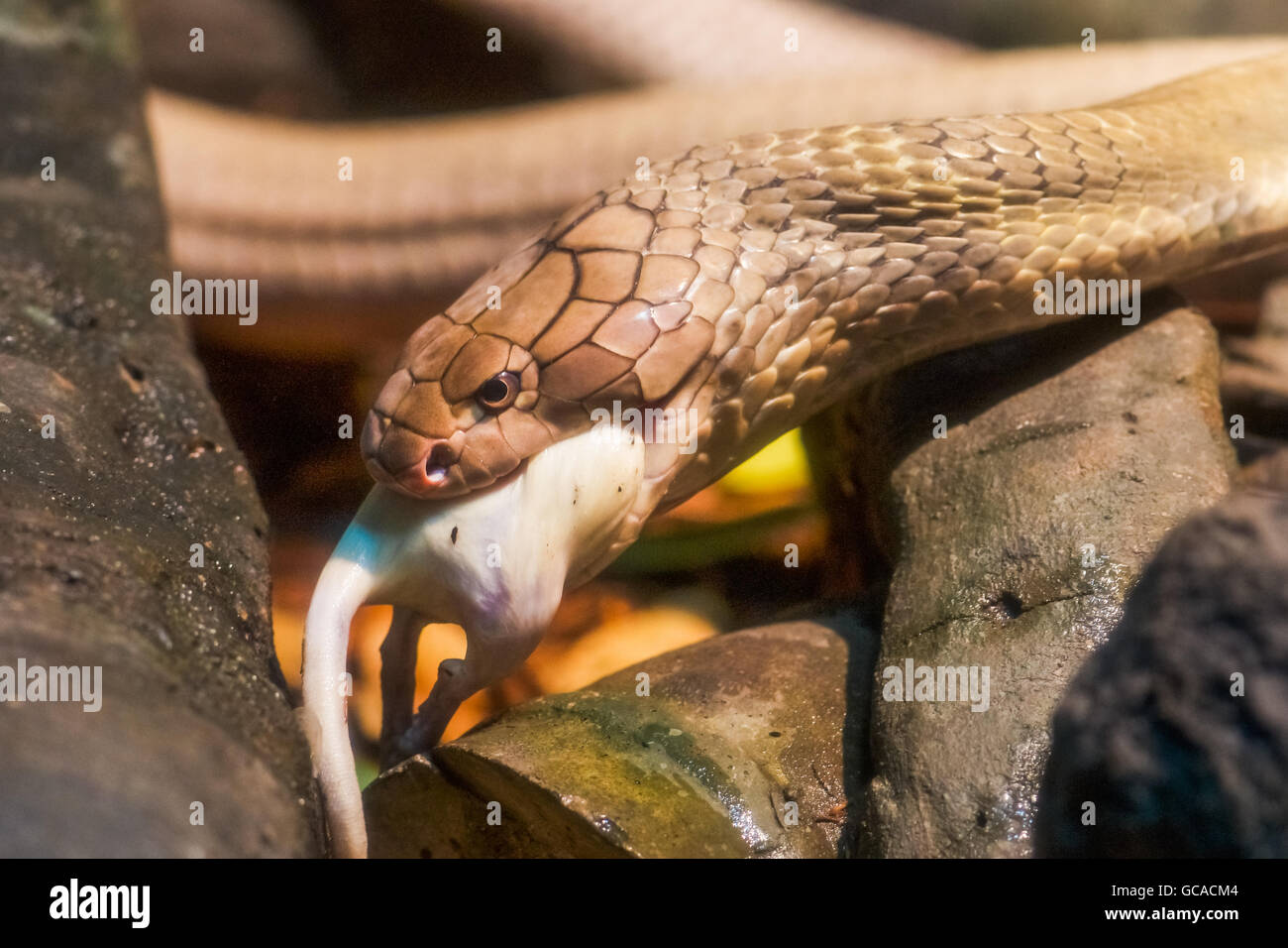 king cobra eating human