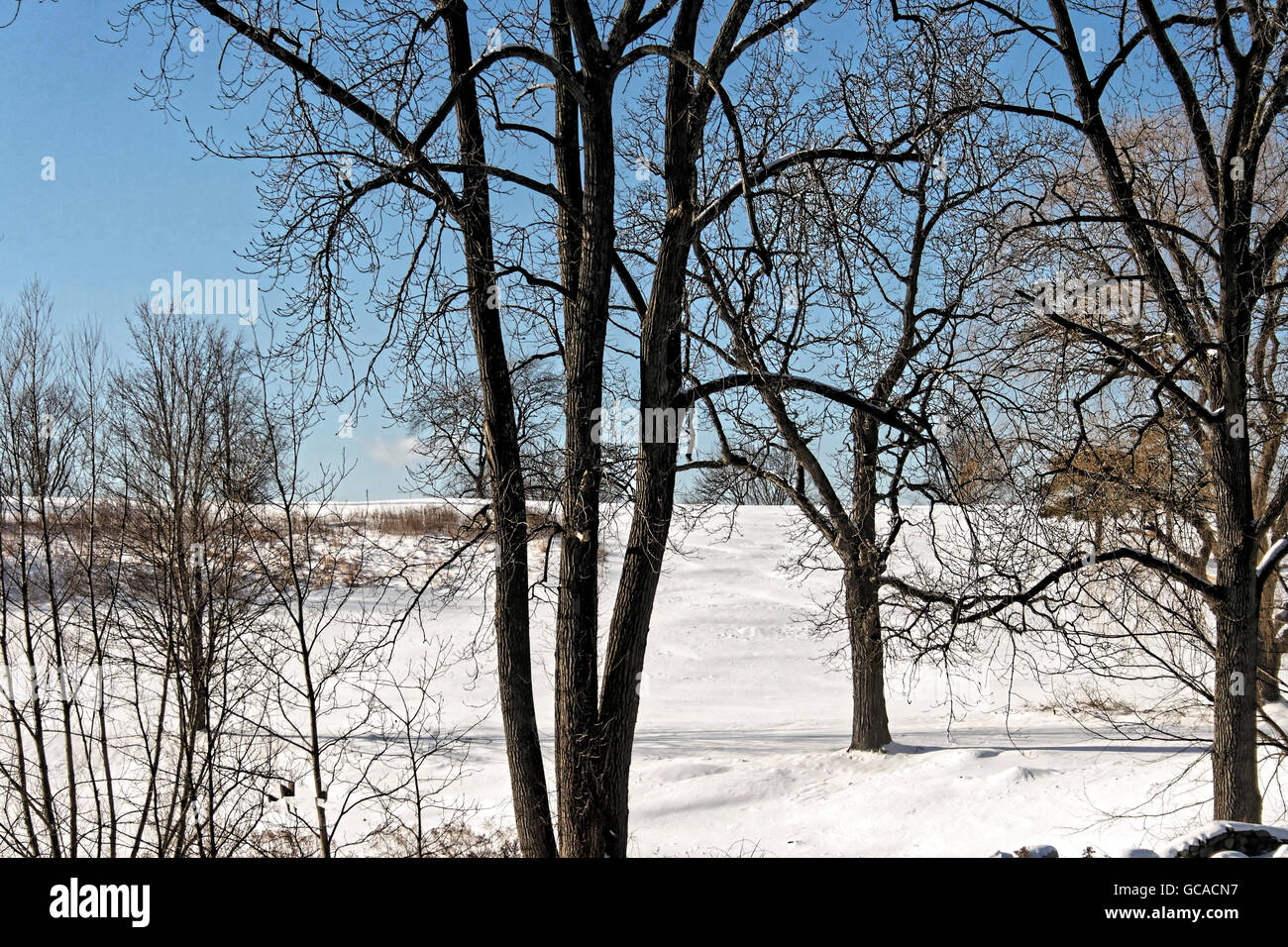 Snowy Winter landscape with bare trees. Stock Photo