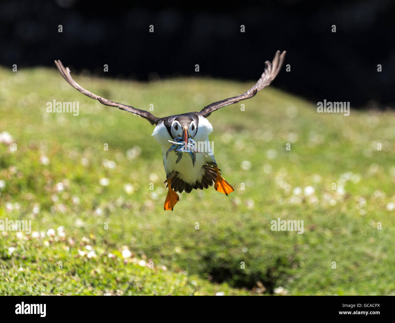 Puffin about to land, feet down, with mouthful of eels Stock Photo