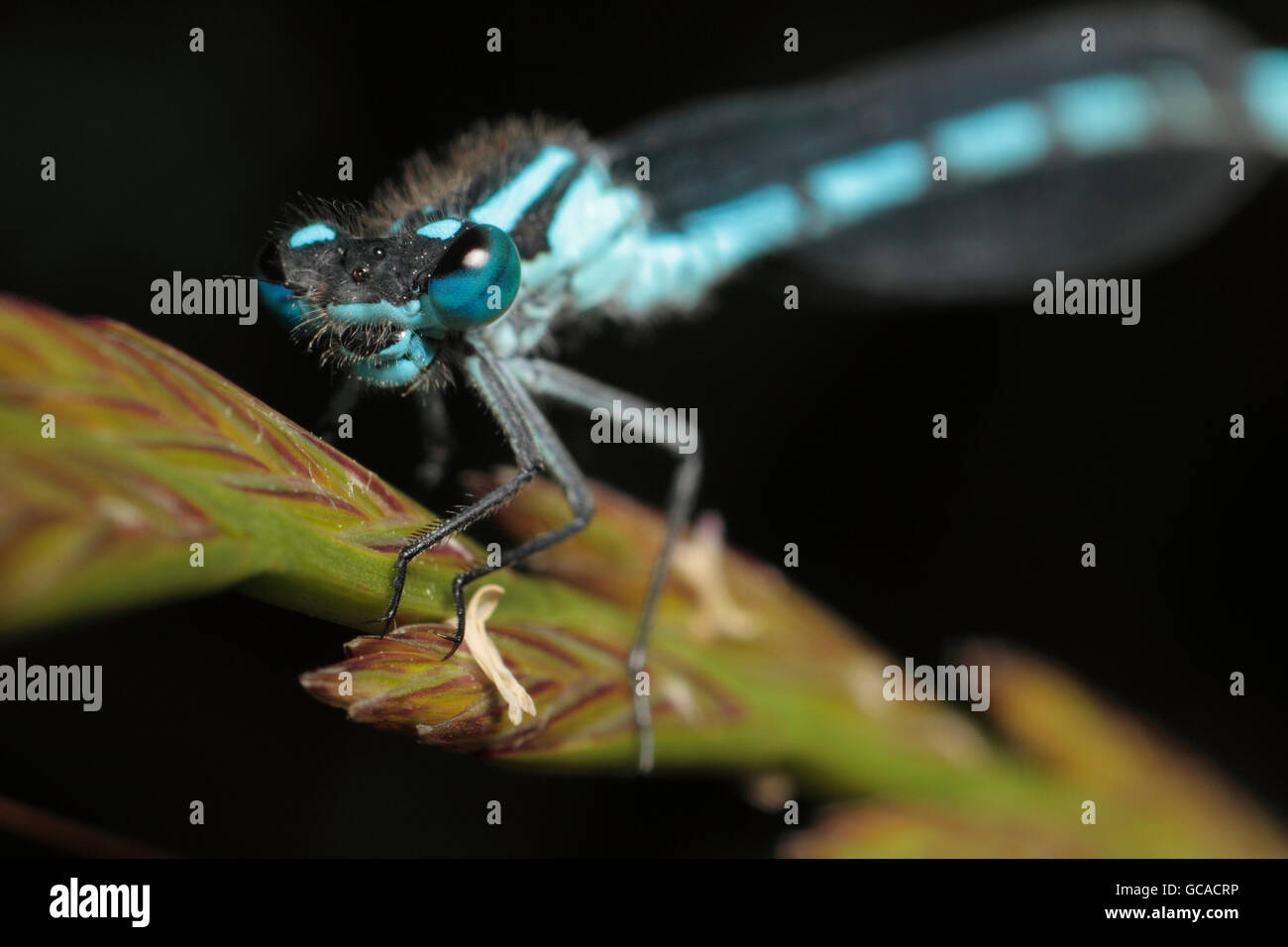 azure damselfly (Coenagrion puella Stock Photo - Alamy