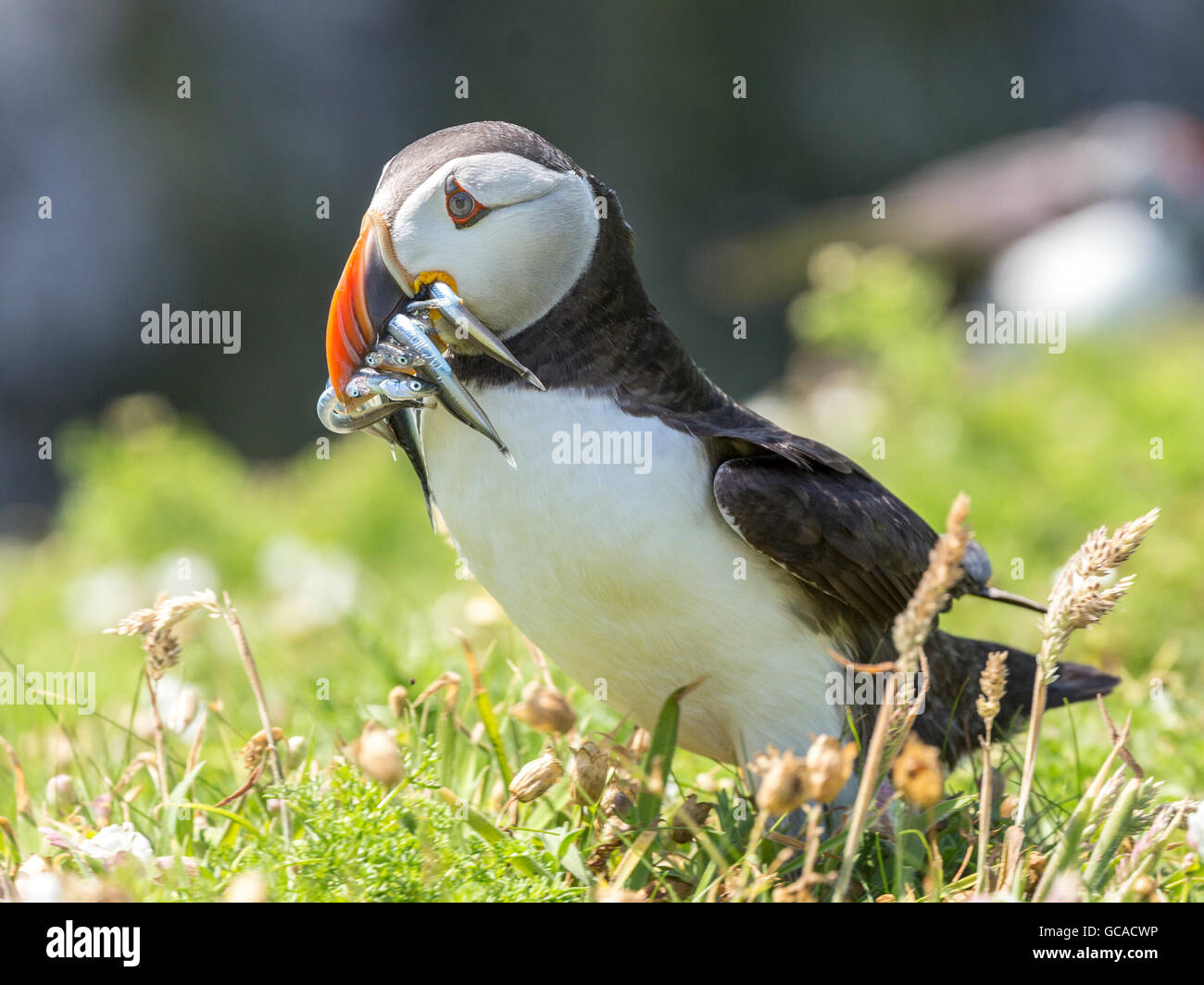 Puffin with sand eels in  beak Stock Photo