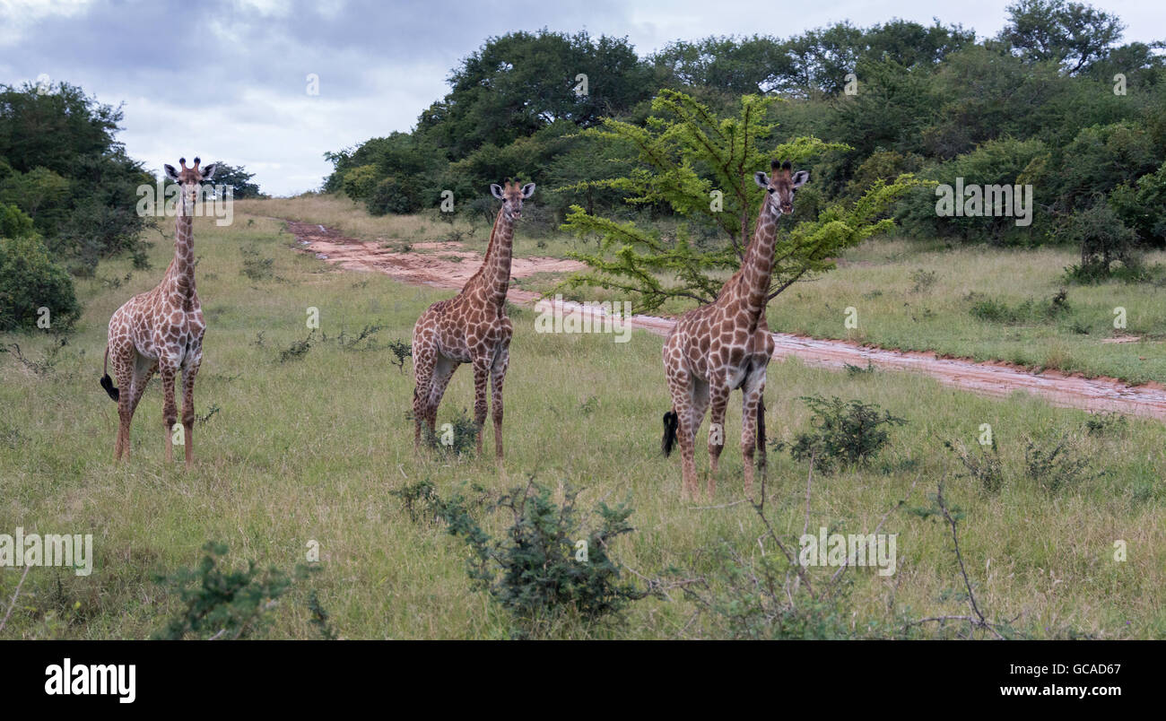 giraffe in south africa on safari national kruger park Stock Photo