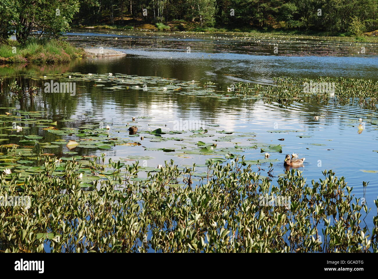 Large pond with water lilies Stock Photo