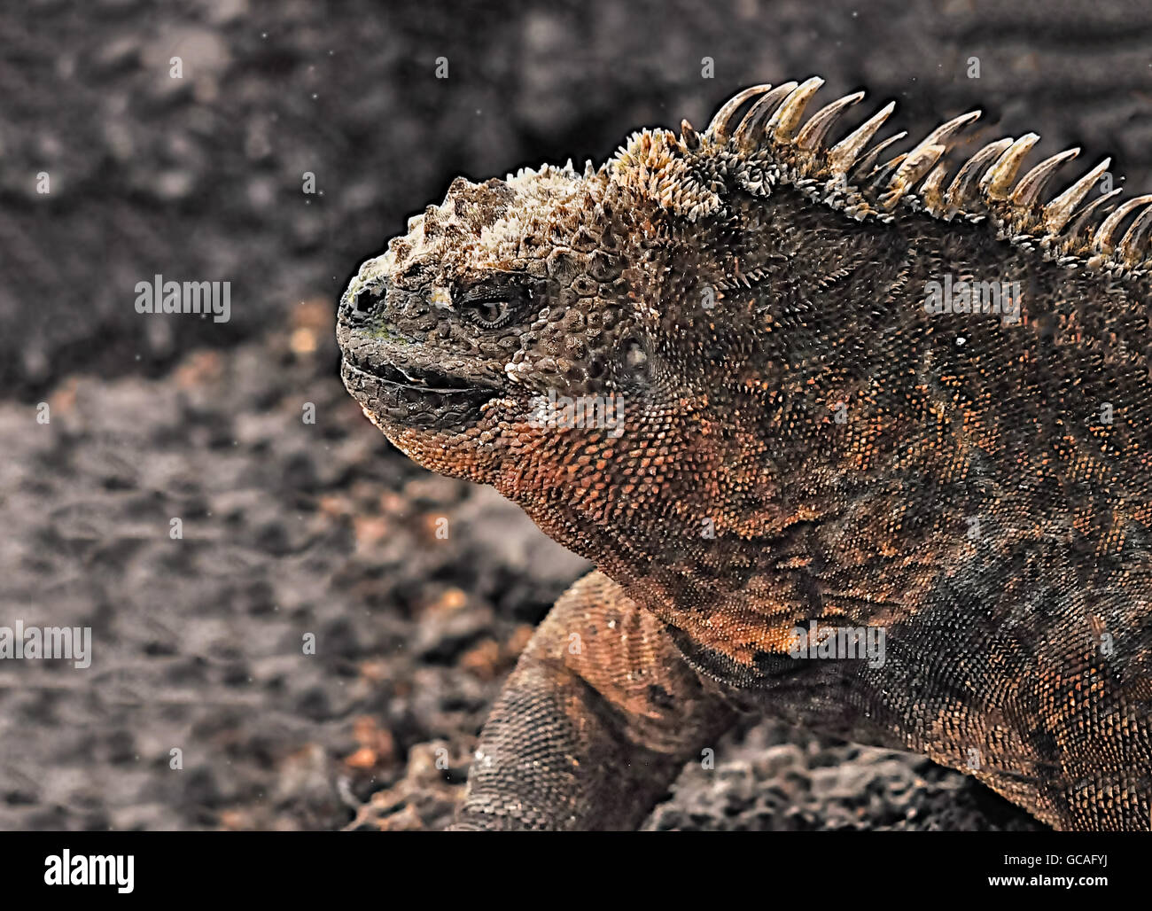 Marine Iguana, Isabella Island, Galapagos Islands, Ecuador Stock Photo ...