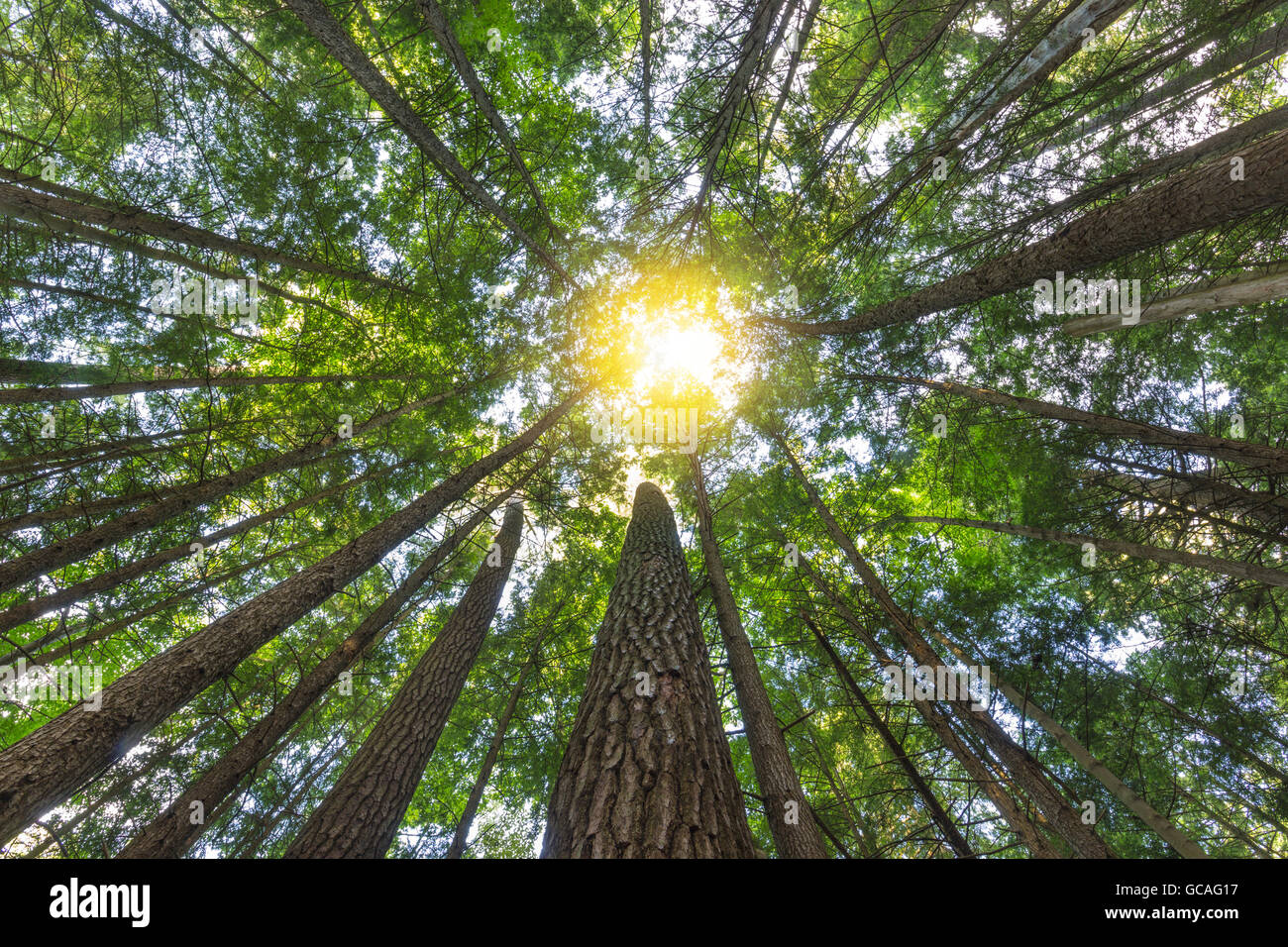 Old growth eastern white pine hi-res stock photography and images - Alamy
