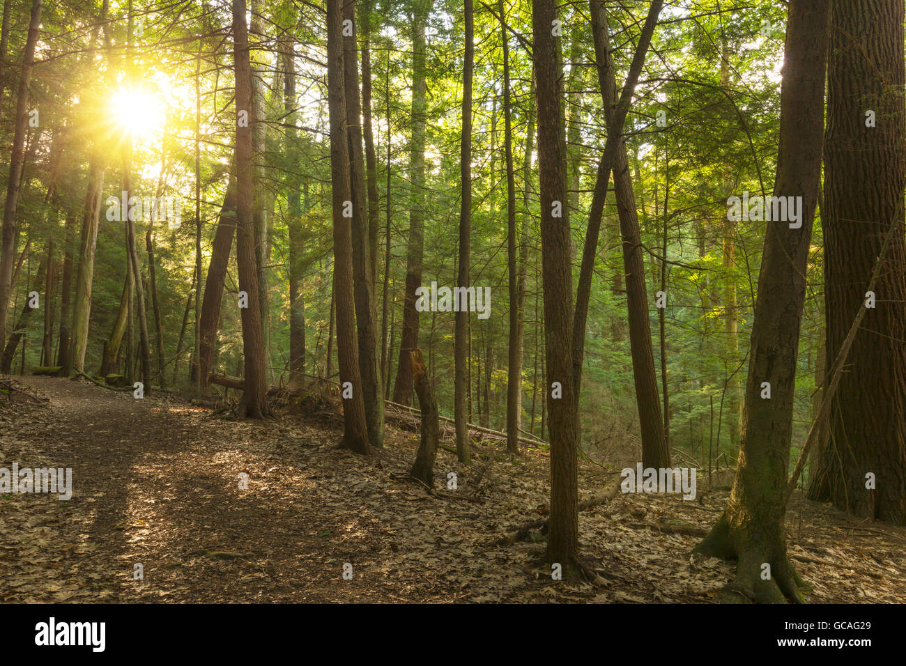 Old growth eastern white pine hi-res stock photography and images - Alamy