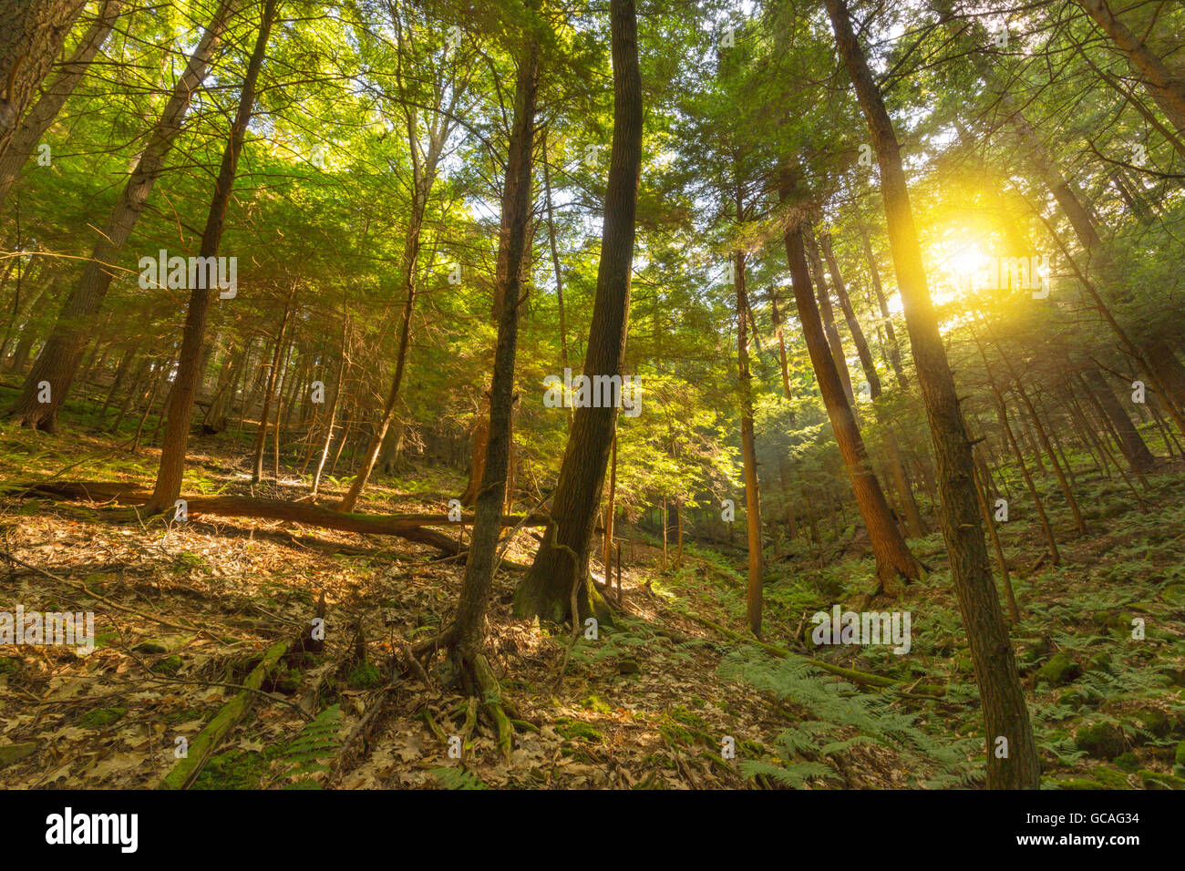 OLD GROWTH WHITE PINE AND HEMLOCK TREES LONGFELLOW TRAIL FOREST CATHEDRAL NATIONAL NATURAL