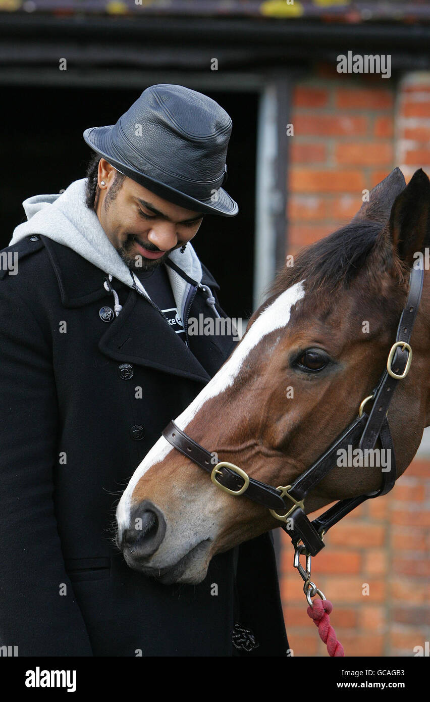World Champion Heavyweight Boxer David Haye visits the home of Champion Jumps Trainer, Paul Nicholls at Manor Farm Stables in Shepton Mallet in Somerset to meet Kauto Star (pictured) and stable mate Denman the country's two greatest racehorses, to mark four weeks until the two contend for The Cheltenham Gold Cup. Stock Photo