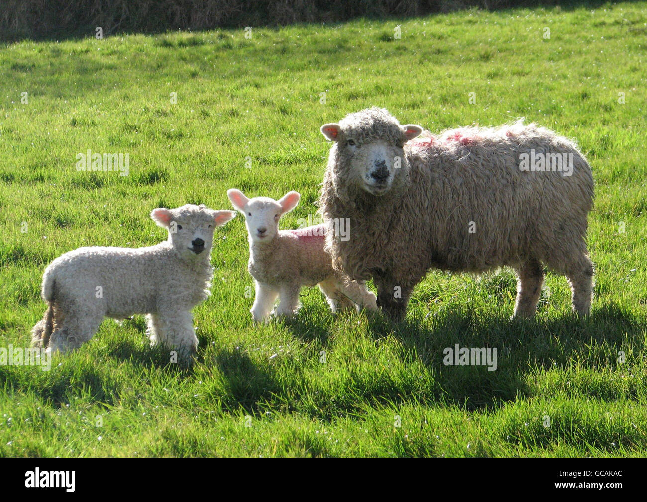 Lambs with mother in a field at East Prawle close to the southern coast ...