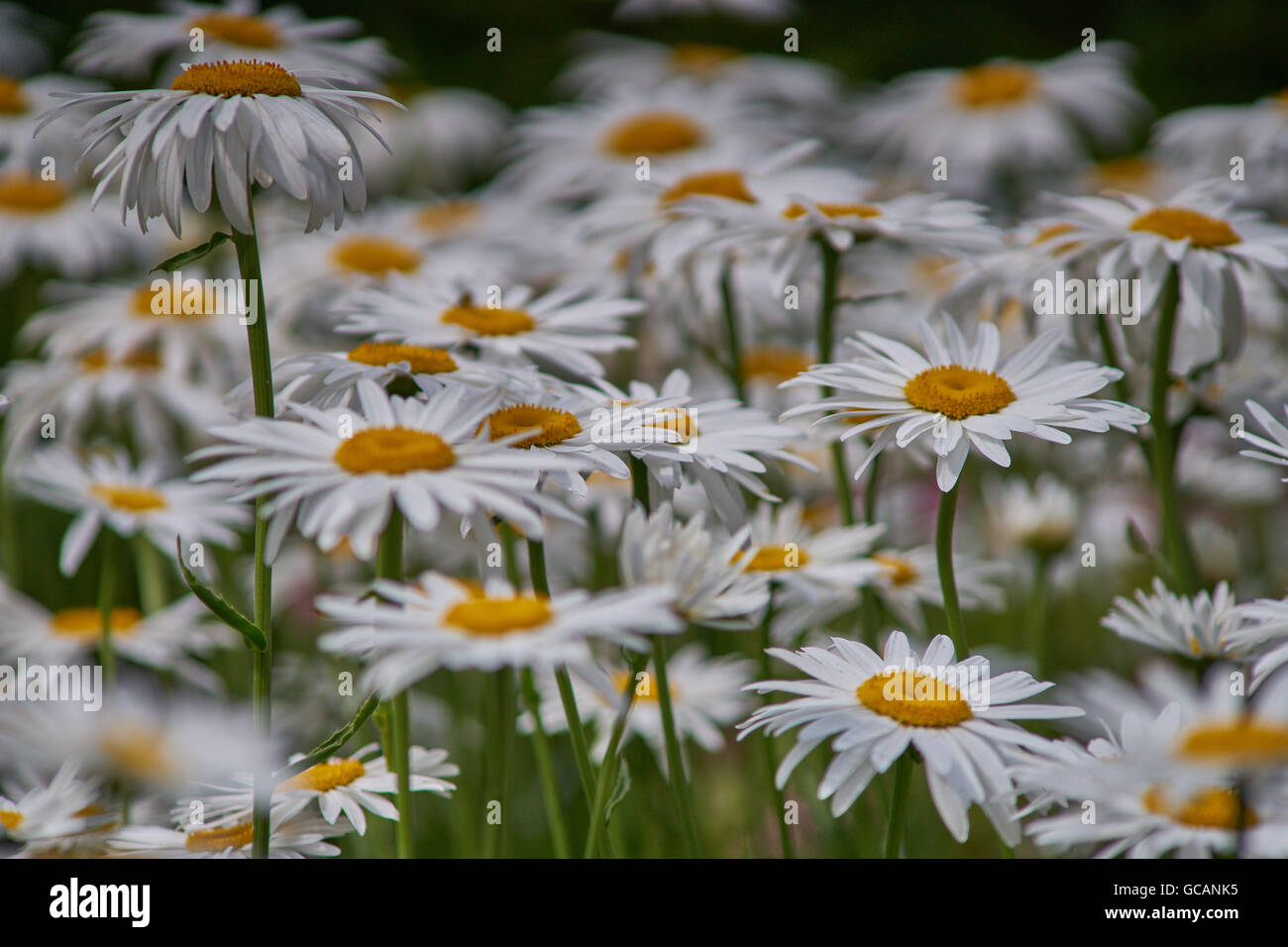 Leucanthemum superbum Shasta daisy daisies in full bloom Stock Photo