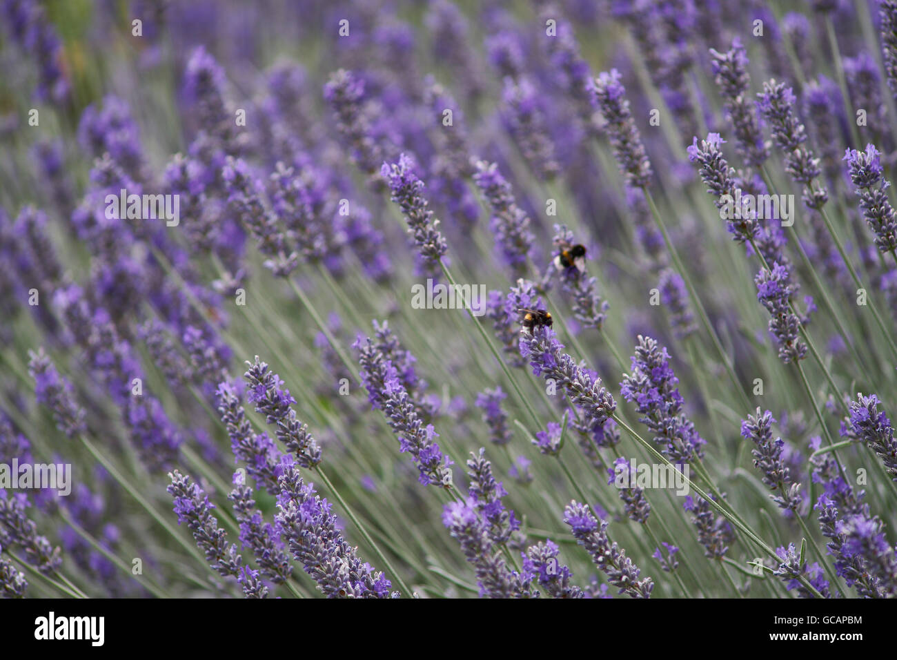 Lots of lavender blooming blossom Lavandula angustifolia Stock Photo