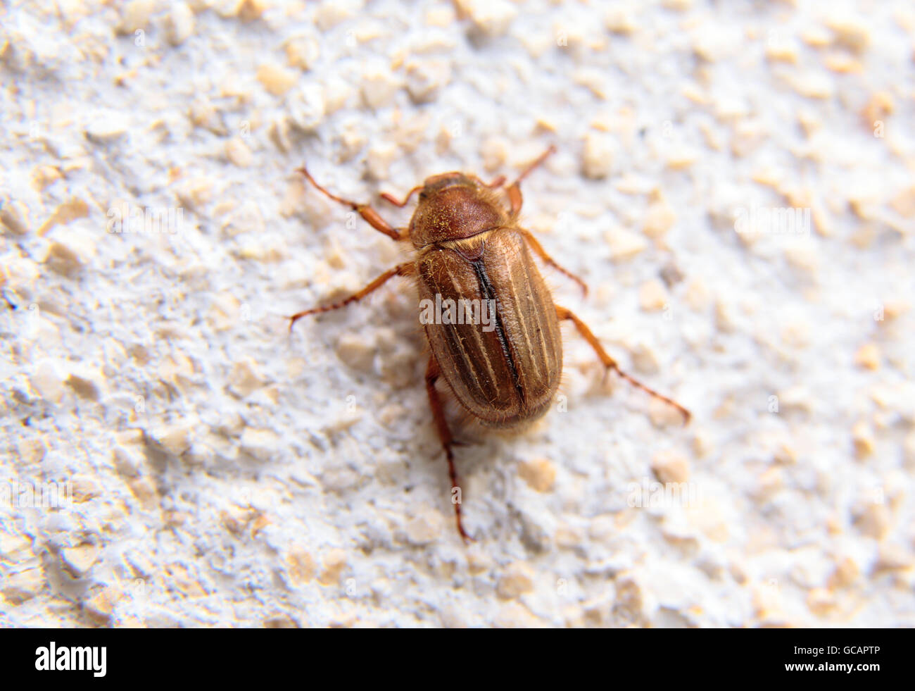 closeup of one may bug on a white wall by daylight Stock Photo