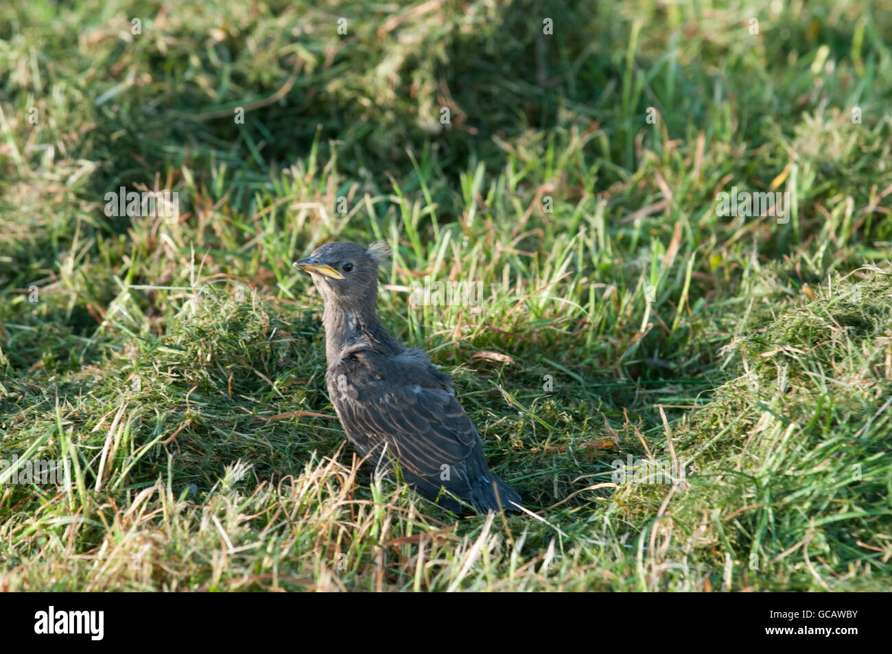 Baby bird in grass, lost and trying to find nest and mother Stock Photo
