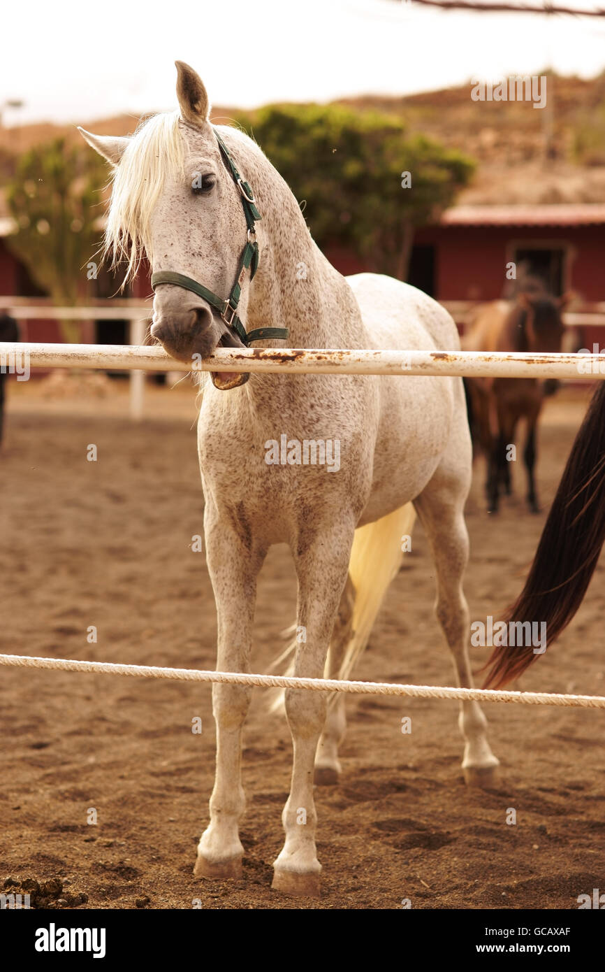 White horse at farm Stock Photo Alamy