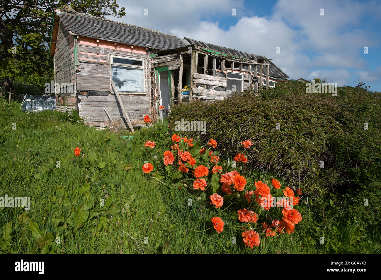 Once a fine wooden dwelling now a neglected Shed and garden on the