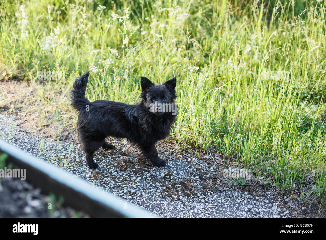 Standing little black dog looking up, on meadow Stock Photo - Alamy