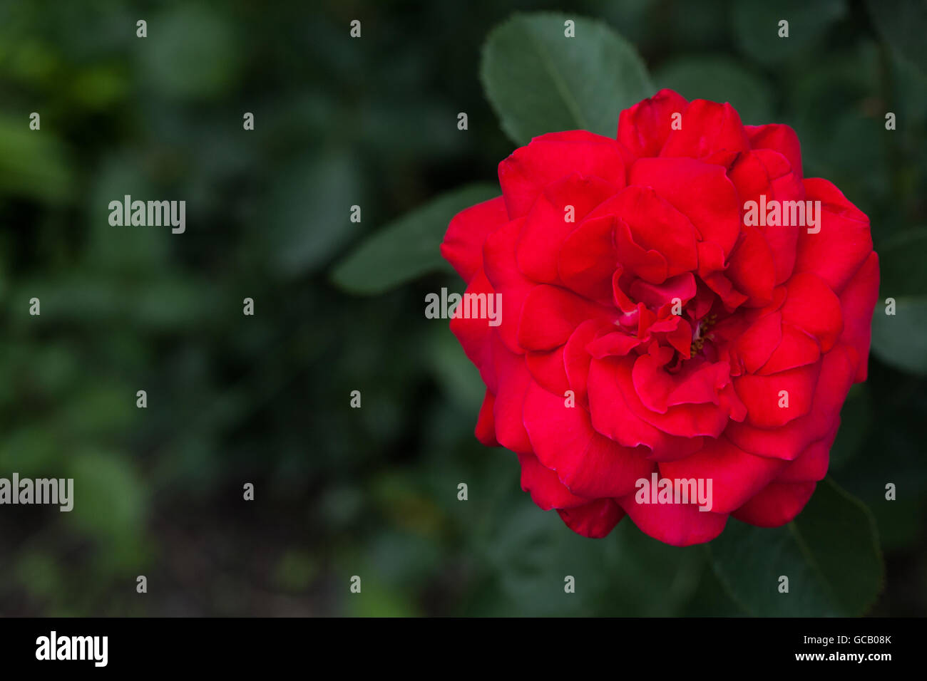 One big red rose in garden, top view, with copyspace Stock Photo