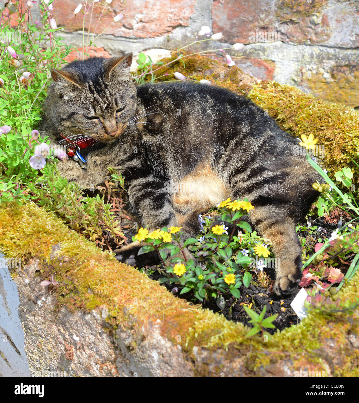 tabby cat enjoying sunshine laid in old belfast sink used as garden flower tub Stock Photo