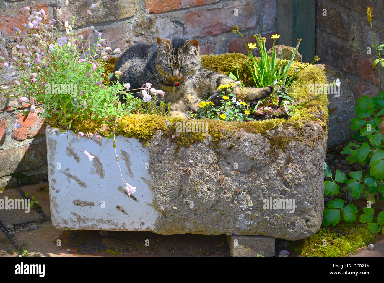tabby cat enjoying sunshine laid in old belfast sink used as garden flower tub Stock Photo