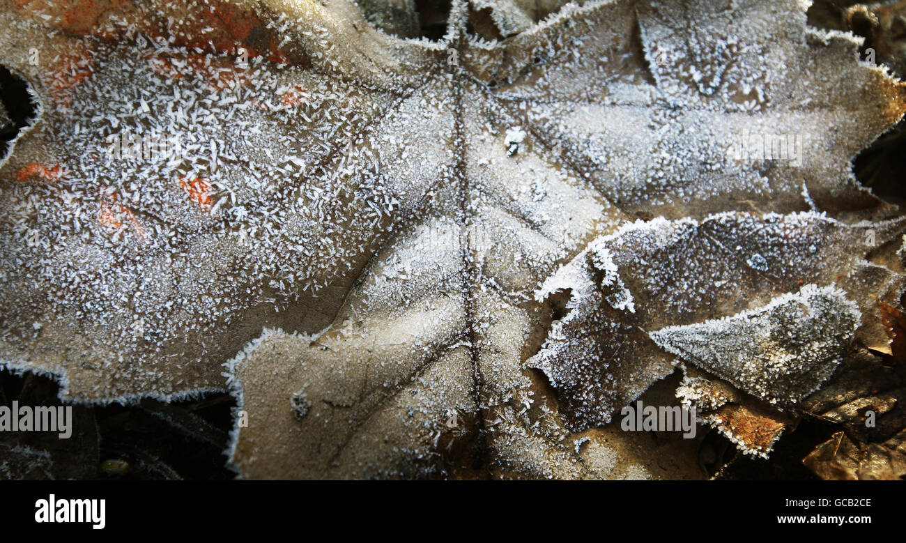 Frost on a leaf in Kelvingrove Park, Glasgow. Parts of Britain were