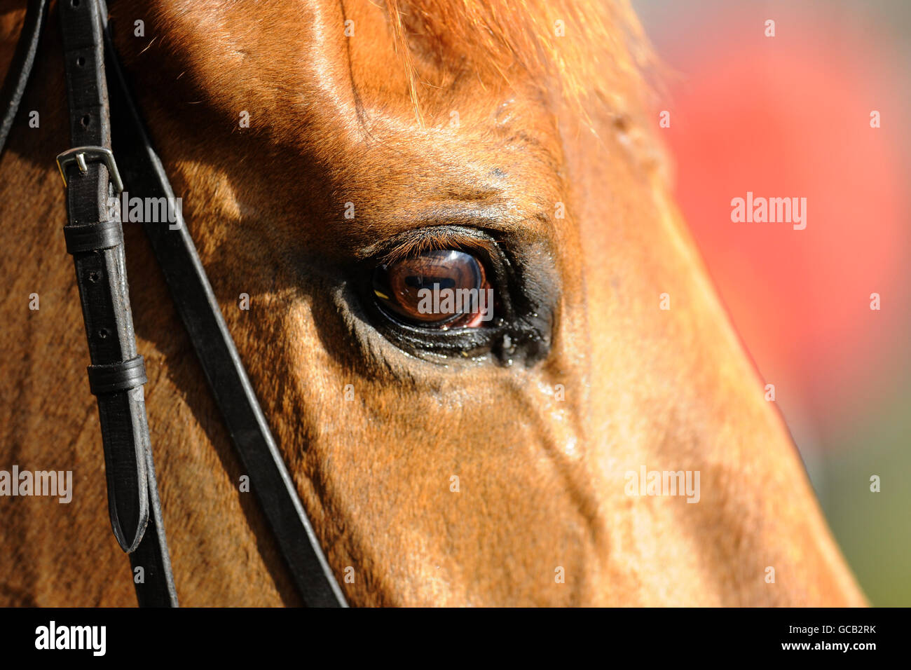 Horse Racing - Betfair Ascot Chase Day - Ascot Racecourse. General close up view of a horses eye Stock Photo