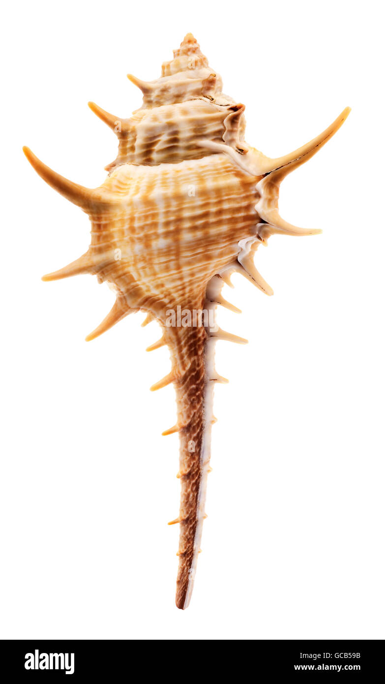 Isolated objects: empty Thorn Conch shell, isolated on white background Stock Photo