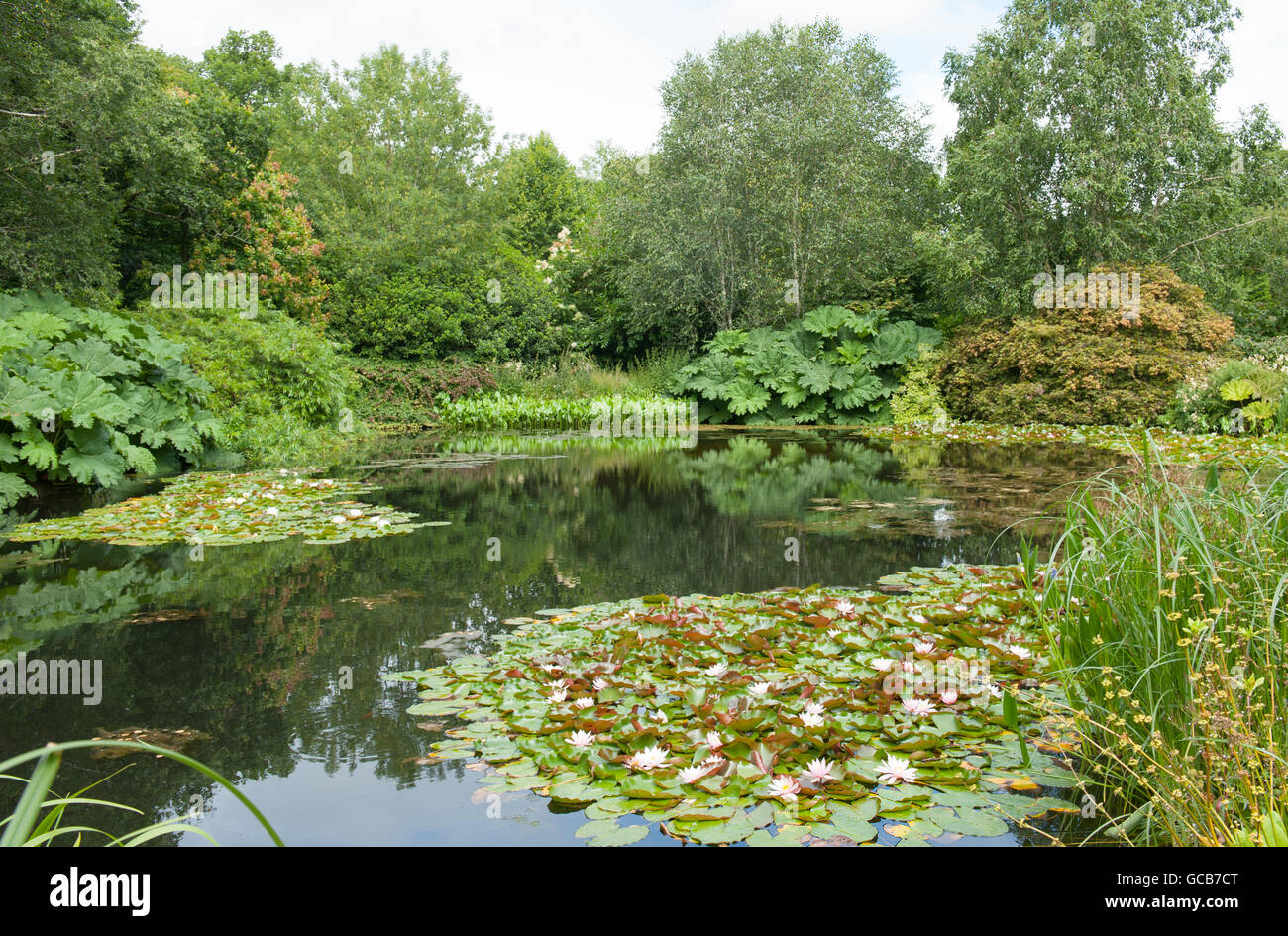 Water Lilies (Nymphaea) in the Lake at RHS Rosemoor in Devon, England, UK Stock Photo