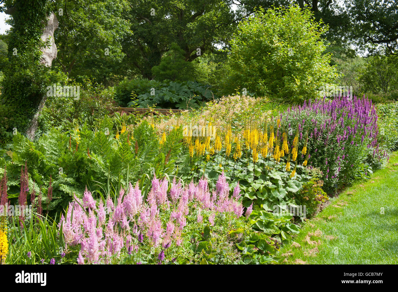 Flowerbed of Pink Astilbe, Yellow Ligularia and Purple Lythrum in Summer Stock Photo