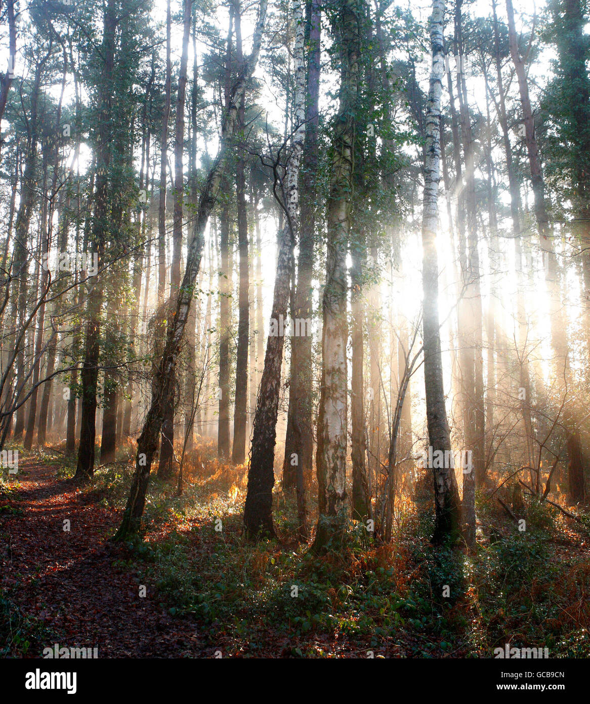 Sunrise in the woods hi-res stock photography and images - Alamy