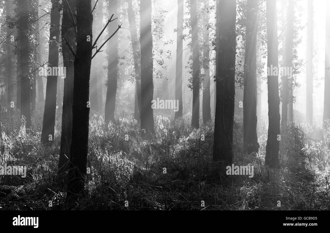 Later winter sunrise in woods near Portsmouth, Hampshire Stock Photo ...