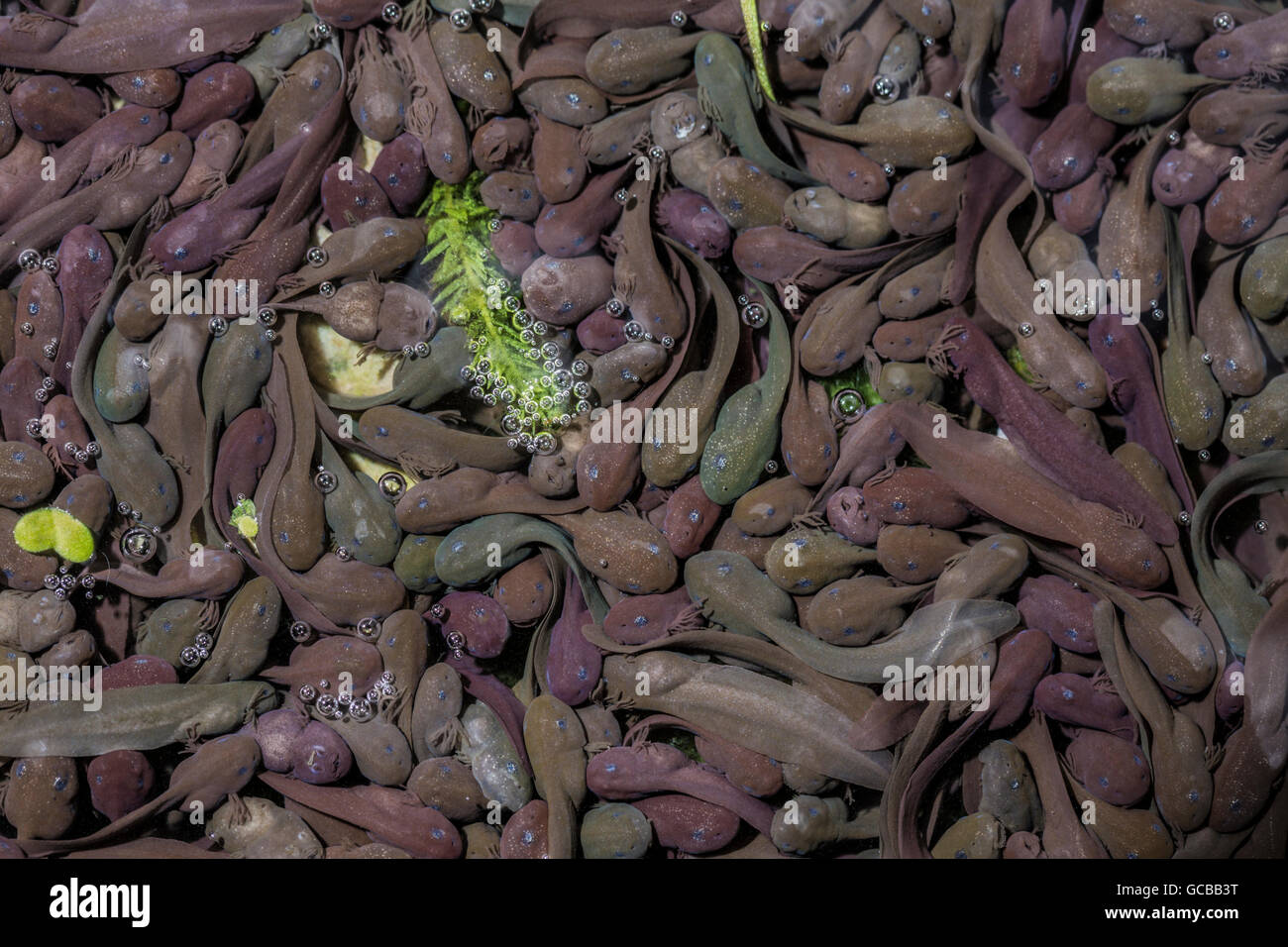 Tadpoles in a garden pond Stock Photo Alamy