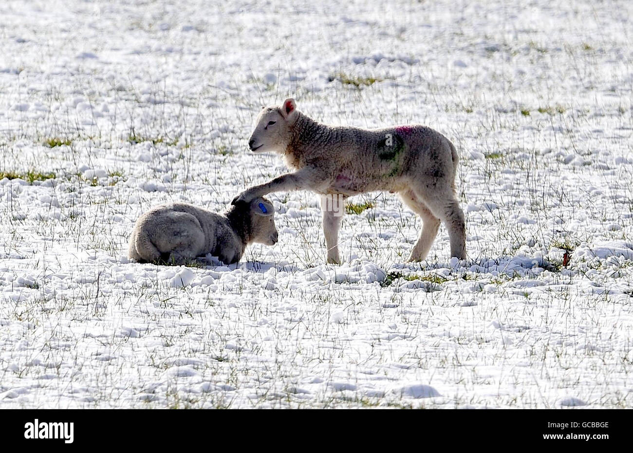 Lambs in a snow covered field in Catterick, North Yorkshire, try to
