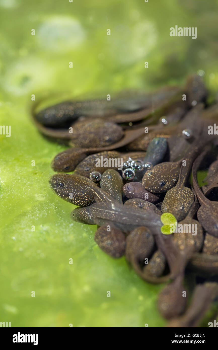 Tadpoles in a garden pond Stock Photo Alamy