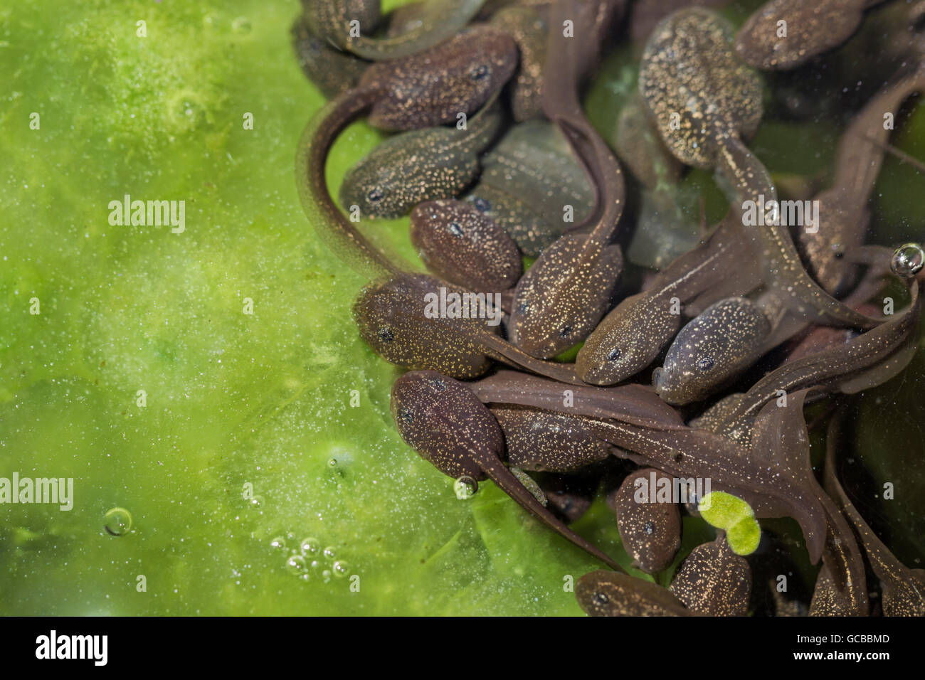 Blanket Weed Pond High Resolution Stock Photography and Images Alamy