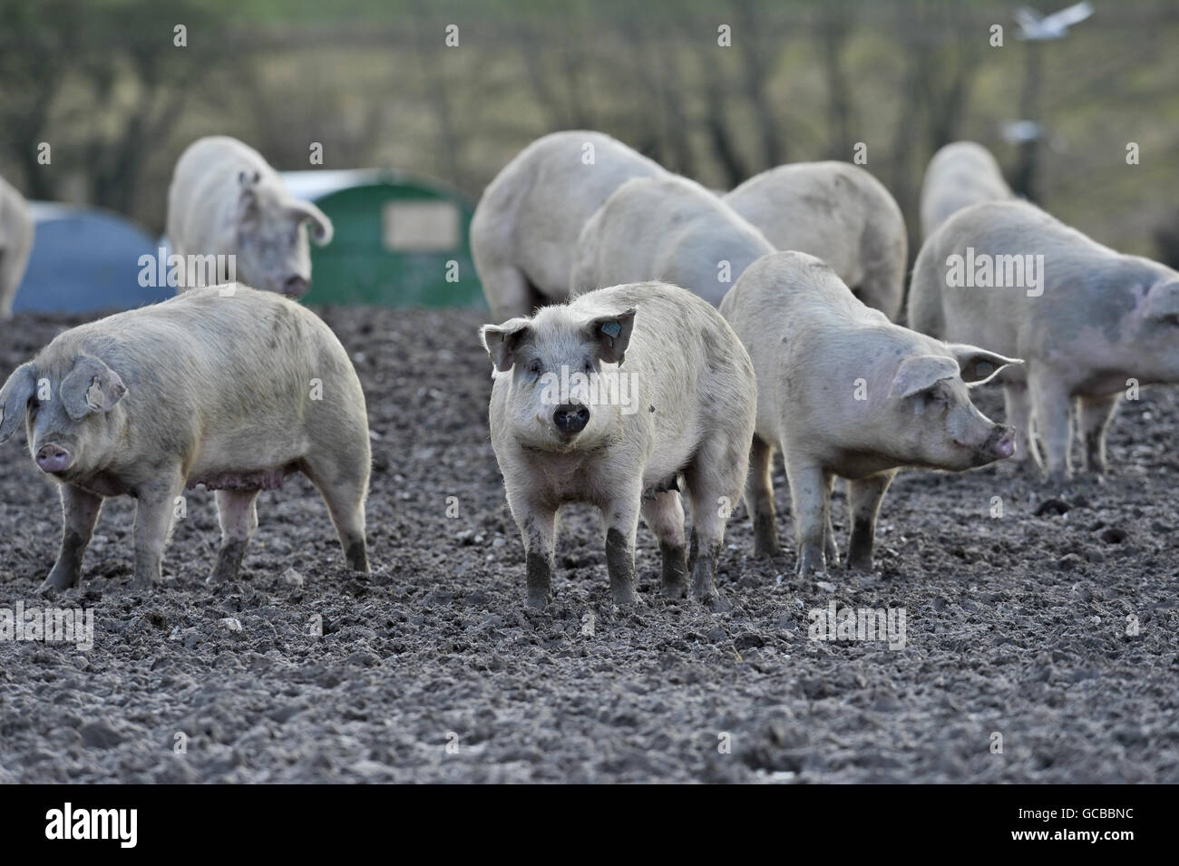 Pigs pictured on farm near devizes hires stock photography and images